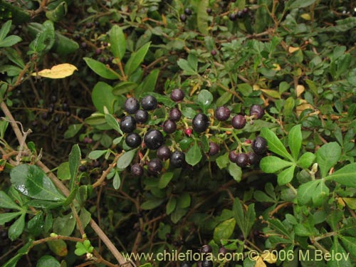 Фотография Cissus striata (Voqui colorado). Щелкните, чтобы увеличить вырез.